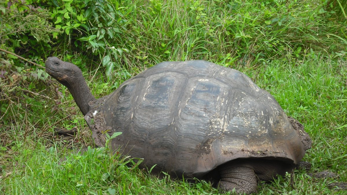 A Galapagos giant tortoise in grass on Santa Cruz Island